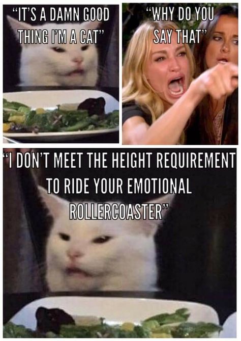 Smudge Cat, Smudge The Cat, White Cat Meme, Cat Funnies, Cat Jokes, Cute Animal Memes, Humor Inappropriate, Cat Quotes Funny, Emotional Rollercoaster