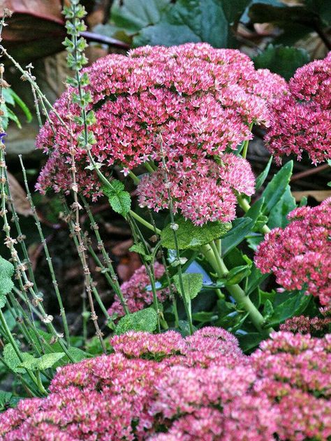 What Flowers to Plant This Fall? 10+ Exquisite Fall Flowers for Dallas Tx Autumn Joy Sedum, Drought Tolerant Perennials, Raised Flower Beds, Best Perennials, Perennial Garden, Ornamental Grasses, Landscaping With Rocks, Flowers Perennials, Planting Bulbs