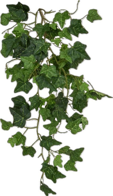 Indoor Ivy, Ivy Plant Indoor, Artificial Branches, Ivy Vine, Artificial Plants And Trees, English Ivy, Ivy Plants, Hanging Plants Indoor, Plant Ideas