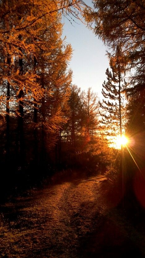 Autumn Sunset Wallpaper, Sunset Autumn Aesthetic, Orange Landscape Aesthetic, Orange Forest Aesthetic, Fall Sunset Aesthetic, Autumn Sunset Aesthetic, Sunset Forest Aesthetic, Fall Orange Aesthetic, Sunset In The Forest