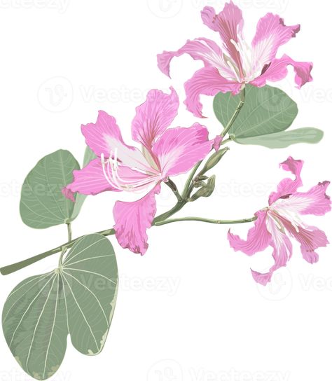 Bauhinia Flower Drawing, Bauhinia Flower, Sketching Flowers, Aesthetic Magic, Fabric Painting Techniques, Flower Art Images, Cityscape Photos, Watercolor Sketch, Nature Backgrounds