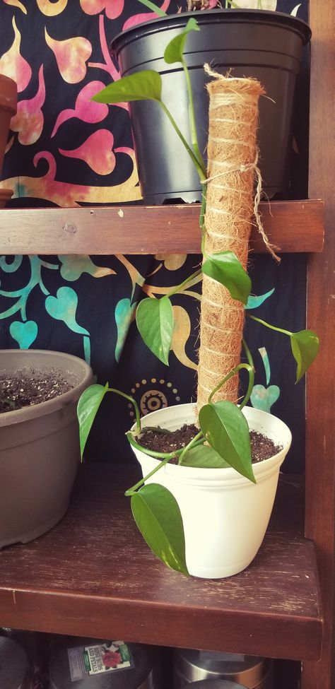 Moss pole support sticks for indoor plants. These work so well! Plants Monstera, Moss Pole, Coco Coir, Totem Poles, Totem Pole, Plant Supports, Climbing Plants, Indoor Plants, Garden Tools