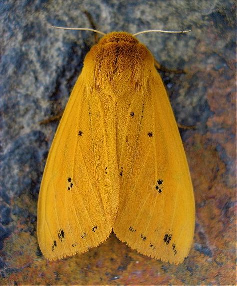 Isabella Tiger Moth Caterpillar Tattoo, Wooly Bear Caterpillar, Brown Moth, Woolly Bear, Tiger Moth, Moth Caterpillar, A Bug's Life, Interesting Animals, Creepy Crawlies