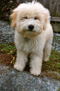 Whoodle Dog, Whoodle Puppy, Terrier Poodle Mix, Terrier Poodle, Puppies Pictures, Golden Doodles, Hybrid Dogs, Yorkie Poo, Dog Ideas