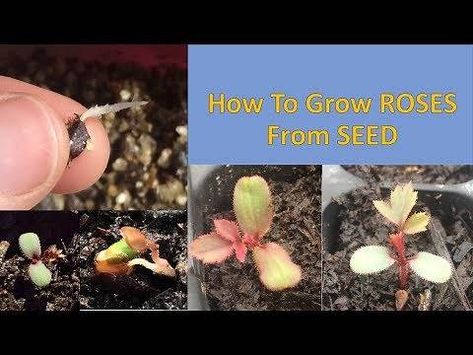 How to grow roses from seeds - Yahoo Video Search Results Rose Seeds How To Grow, How To Grow Roses From Seeds, Seed Collecting, Growing Roses From Seeds, When To Plant Seeds, Homestead Skills, How To Grow Roses, Fruit Trees In Containers, Propagating Roses