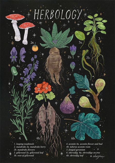 this is part of a larger series i’m currently working: harry potter magical plant botanical illustrations. this poster is a bit of an outtake from that project, i had some fun with the style in this. it’s not exactly what i imagined, so this poster... Witch Aesthetic, Poster Retro, Art Collage Wall, Book Of Shadows, Botanical Illustration, Botanical Art, Art Sketchbook, Wall Collage, Collage Art