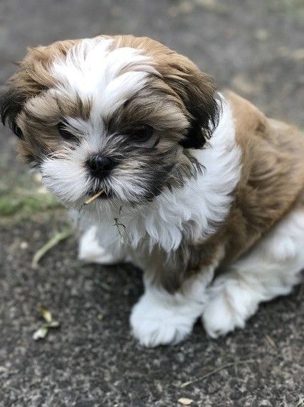 Mal-Shi (Maltese & Shih-Tzu Mix) Info, Pictures, Facts, Traits | Doggie Designer Shih Tzu Maltese Mix, Perro Shih Tzu, Designer Dogs Breeds, Maltese Shih Tzu, Designer Dogs, Shih Tzu Mix, Maltese Puppy, Maltese Dogs, Shih Tzu Puppy