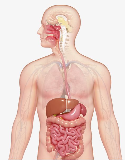 Chi Nei Tsang, Easy Notes, Nerf Vague, Human Body Shape, Human Digestive System, Gastric Juice, Short Note, Improve Nutrition, Human Organ