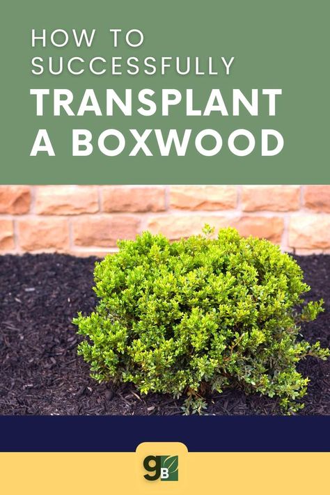 Boxwoods And Perennials, Planting Boxwood Shrubs, How To Plant Boxwood Shrubs, Landscaping With Boxwoods Front Yards, Box Wood Shrub Landscaping, Front Garden Design Ideas, Boxwood Shrubs, Transplanting Plants, Boxwood Bush