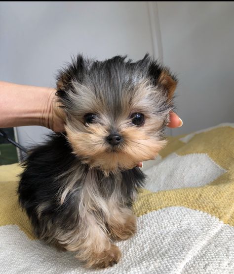 Micro Teacup Yorkie, Small Cute Puppies, Micro Teacup Puppies, Morkie Puppies, Cute Teacup Puppies, Teacup Yorkie Puppy, Yorkie Puppy For Sale, Puppies Cute, Teacup Yorkie