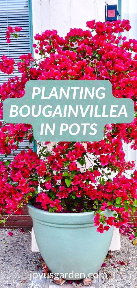 Overflowing Potted Plants, How To Mix Flowers In A Pot, Bougainvillea Front Of House, Bougainvillea Indoor Home, Potted Buganvilla, Bougainvillea In Planters, Bogavia Plant, Flower Pots Outdoor Florida, Bougainvillea In Pots Front Doors