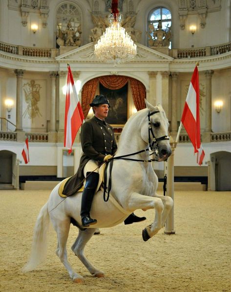 © Herbert Graf, Spanische Hofreitschule Vienna Video, Yalta Conference, Spanish Riding School Vienna, Classical Dressage, Lippizaner, Spanish Riding School, Spanish Horse, Riding School, Horse Inspiration