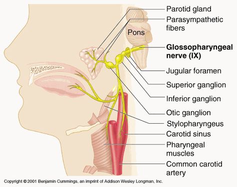 Brain Anatomy And Function, Glossopharyngeal Nerve, Anatomy Head, Nervous System Anatomy, Nerve Anatomy, Cranial Nerves Mnemonic, Carotid Artery, Nurse Study Notes, Pharmacology Nursing