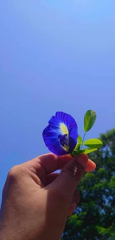 Wallpaper, Dp, instagram story Butterfly Blue Pea Flower, Nature Butterfly, Sky Green, Butterfly Pea Flower, Butterfly Pea, Pea Flower, Green Nature, Prince Charming, Blue Butterfly