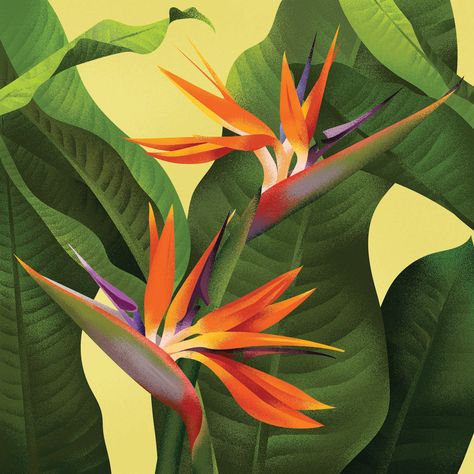 Illustrations - 2018 on Behance Bird Of Paradise Yoga, Paradise Illustration, Bird Of Paradise Tattoo, Paradise Plant, Birds Of Paradise Flower, Beautiful Flowers Photography, Bird Wallpaper, Bird Of Paradise, Plant Illustration