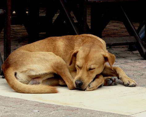 Dogs Sleeping, Dog Lying Down, Sleep Curls, Diurnal Animals, Dog Sleeping Positions, Sleeping Pose, Bored Dog, Human Figure Sketches, Scary Dogs