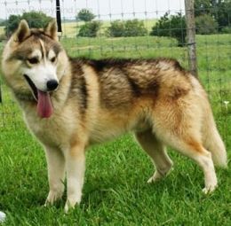 Sable Siberian Husky Pretty Husky, Red Siberian Husky Puppy, Siberian Husky Colors, Husky Colors, Dramatic Husky, White Siberian Husky, Agouti Siberian Husky, Malamute Dog, Alaskan Husky