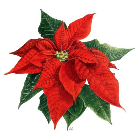 Poinsettia Watercolour, Painting Poinsettias, Poinsettia Tree, Watercolor Practice, Anna Mason, Antique Flowers, Poinsettia Flower, Christmas Poinsettia, Botanical Illustrations