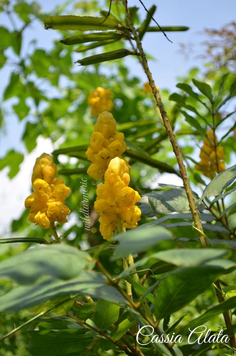 8 Top Medicinal Uses, Side Effects, Health Benefits & Description Of Cassia Alata (Akapulko | Seemai Agathi) For Skin & Health Cassia Alata Benefits, Cassia Alata, Cassia Fistula, Skin Lightening Serum, Mango Leaves, Tinctures Recipes, Lightening Serum, Herbal Plants, Healing Plants