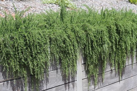 prostrate rosemary | Prostrate rosemary hanging over the edge of a garden bed for bottom of brick wall. Creeping Rosemary, Landscape Nursery, Hedging Plants, Deer Resistant Plants, Mediterranean Plants, Planting Ideas, Erosion Control, Fragrant Plant, Sun Water