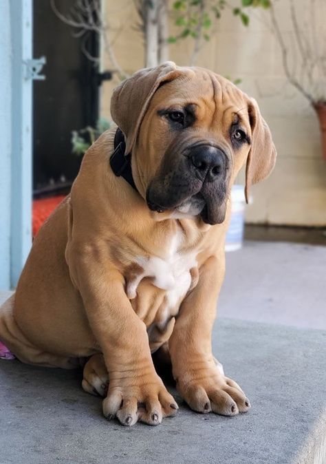 Bull Mastiff Dogs, Bull Mastiff Puppies, Mastiff Dog Breeds, German Sheperd Dogs, Bully Breeds Dogs, Cane Corso Puppies, Mastiff Puppies, Cute Dogs Images, Mastiff Dogs