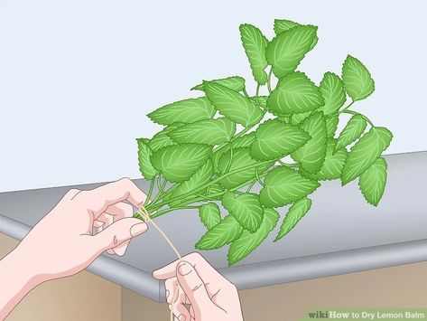 How To Dry Lemon Balm, Drying Lemon Balm, Lemon Balm Plant, Indoor Drying, Herbal Therapy, Herb Gardens, Dried Lemon, Patio Pool, Cinnamon Oil