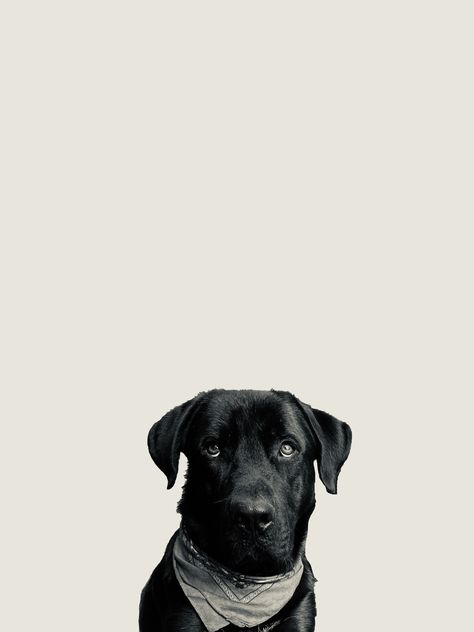 Labrador Wallpaper Iphone, Labrador Wallpaper, Labrador Puppy Wallpaper, Lab Wallpaper, Black Lab Wallpaper, Black Labrador Dog Wallpaper, Black English Lab, Iphone Wallpaper Black, Labrador Black Dog