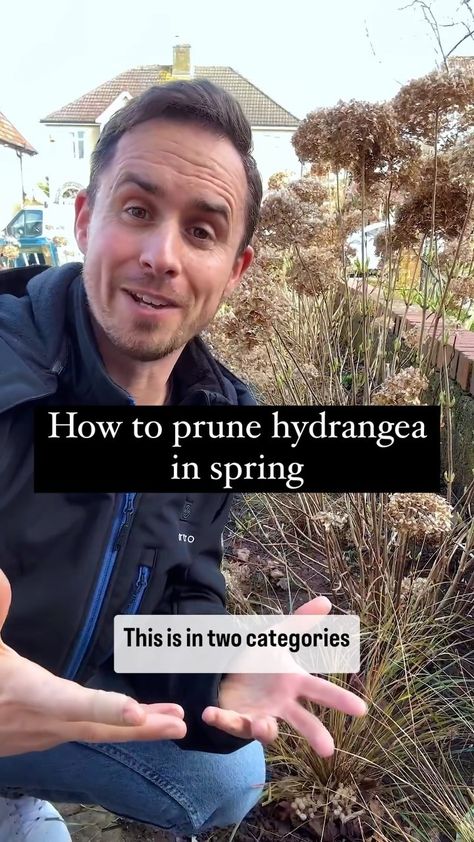 How to prune hydranged in spring This is in two categories depending on whether your hydrangea flowers on old or new wood as we prune are… | Instagram Oak Leaf Hydrangea, Hydrangeas Garden, Pruning Hydrangeas, Hydrangea Tree, Smooth Hydrangea, Hydrangea Care, Yard Care, Hydrangea Flowers, Oak Park