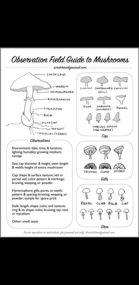 Mushroom Identification Chart, Mushroom Things, Mushroom Field, Mushroom Guide, Mushroom Farm, Mushroom Identification, Field Journal, Wild Food Foraging, Farm Kids