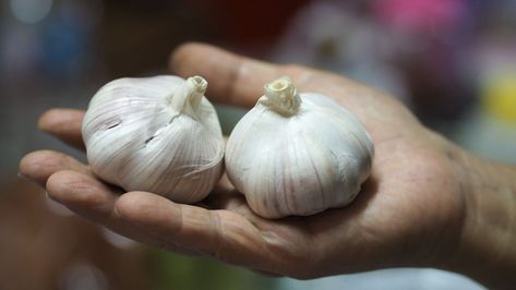 You can make a successful start by feeding the crop prior to planting Garlic For Hair Growth, Coffee Grounds For Plants, Harvesting Garlic, How To Store Garlic, Chicken Manure, Planting Garlic, Garlic Benefits, Growing Garlic, How To Grow Your Hair Faster