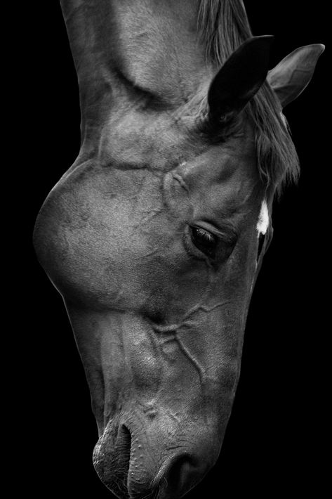 Horse Photography, Black and White, Horse Print, Digital Download, Horse Portrait, Horse Printable Wall Art, Horse Poster, Fine Art Print White Horse Photography, Horse Printable, Portrait Horse, Black And White Horse, Horse Poster, Horse Posters, Photography Black And White, Horse Illustration, Horse Face