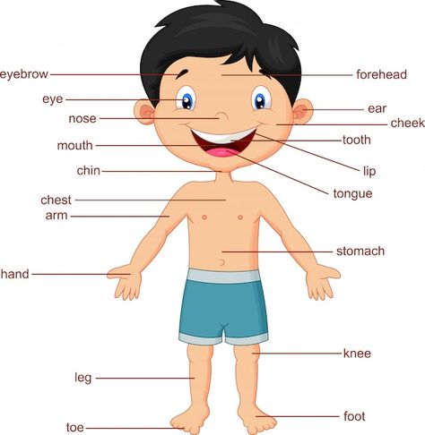 Vector illustration of vocabulary part o... | Premium Vector #Freepik #vector #body-parts #female-anatomy #kids-body #body-illustration Upper Body Drawing, Parts Of Body, Word Puzzle Games, Body Part Drawing, Education Banner, Human Body Parts, Learning Methods, Beauty Art Drawings, Science Project