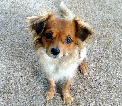 Chion - Chihuahua and a Papillon Mix Miniature Fox Terrier, Papillon Dog Puppy, Chihuahua Mix Puppies, Papillon Mix, Dog Breed Names, Rat Terrier Mix, Funny Puppies, Toy Fox Terriers, Papillon Dog