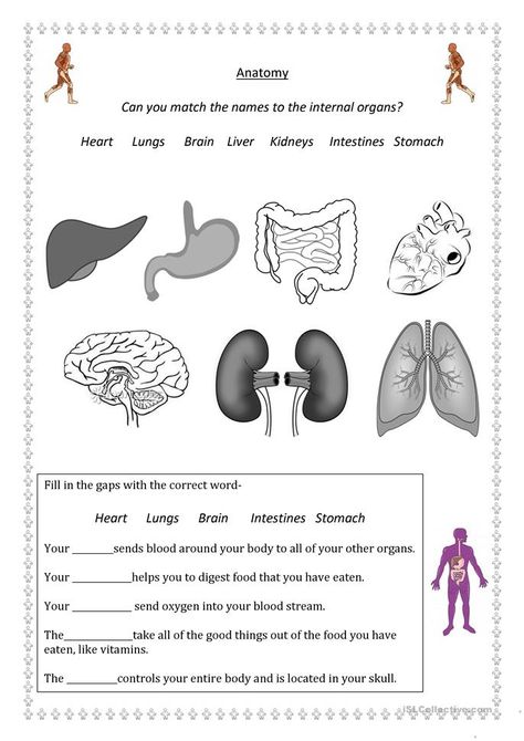 body parts - English ESL Worksheets for distance learning and physical classrooms Body Worksheet, Human Body Lesson, Body Systems Worksheets, Human Body Worksheets, Human Body Activities, Human Body Organs, Science Kids, Urinary System, Human Organ