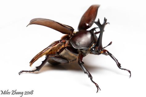 Japanese Rhinoceros Beetle, Rhinoceros Beetle, Rhino Beetle, Japanese Beetles, Insect Collection, Stag Beetle, Beetle Bug, Arthropods, Dungeons And Dragons Characters