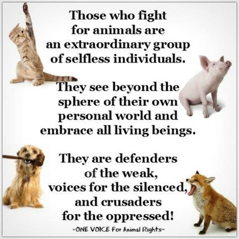 One Voice for Animal Rights makes awesome stuff. Neglect Quotes, Rescue Quotes, Animal Lover Quotes, 10 Animals, Animal Activist, Stop Animal Cruelty, Animal Advocacy, Animal Stories, Dog Pin