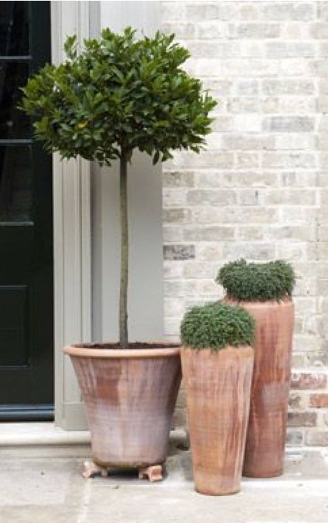 Small tree suggestions for driveway — BBC Gardeners' World Magazine Garden Shrubs, Have Inspiration, Terracotta Pot, Mediterranean Garden, Garden Containers, Potted Trees, French Garden, Courtyard Garden, Large Pots