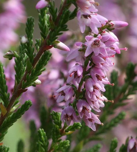 Background Plants, Calluna Vulgaris, Scottish Heather, Heather Plant, Ground Covers, Perennial Shrubs, Ground Cover, Fifty Shades, Rock Garden