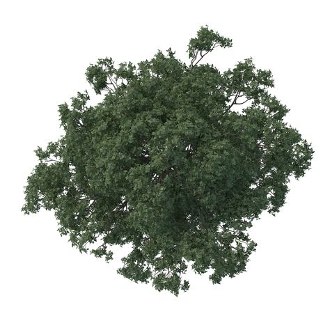 Making of "The White" - 3D Architectural Visualization & Rendering Blog Tree Plan Png, Tree Top View, Map Elements, Architectural Trees, Photoshop Landscape, Trees Top View, Tree Photoshop, Tree Plan, Tree People