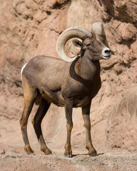 Goat Open Mouth, 4 Horned Goat, Mountain Goat Horns, Goats On Mountains, Mountain Goat Photography, Big Horn Sheep, North American Wildlife, Geography For Kids, American Animals