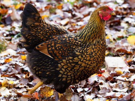 Java Chicken, Gold Laced Wyandotte, Wyandotte Chickens, Laced Wyandotte, Wyandotte Chicken, Chicken Items, Live Chicken, Beautiful Chickens, Keeping Chickens