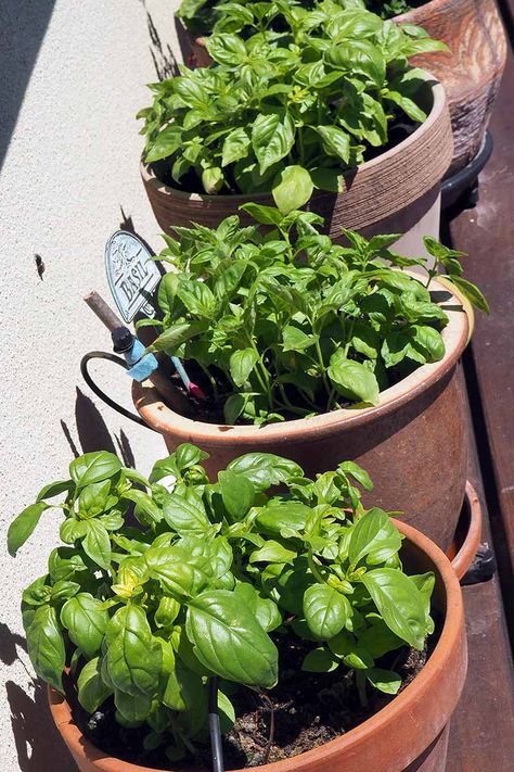 If you love aromatic herbs and you're excited to add a flavorful contender to your kitchen garden at home, look no further than fresh basil. We share our top tips for growing it in the garden, so you'll be well on your way to making delicious homemade pesto, spaghetti sauce, and more. Learn more now on Gardener's Path. Potted Basil, Grow Basil, Pesto Spaghetti, Growing Basil, Garden At Home, Homemade Pesto, Aromatic Herbs, Spaghetti Sauce, Growing Herbs