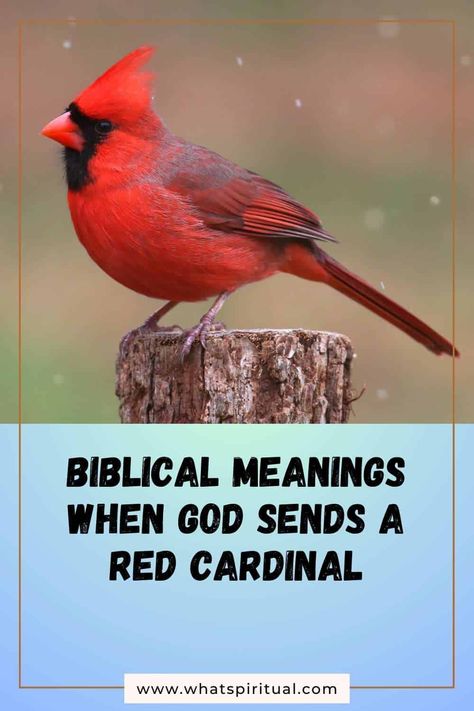 Biblical Meanings When God Sends a Red Cardinal 2 When Cardinals Appear Angels Are Near, Red Cardinal Meaning, Cardinal Meaning, Cardinal Symbolism, Boy Girl Names, Red Meaning, Blood Of Christ, Christian Symbols, Cycle Of Life