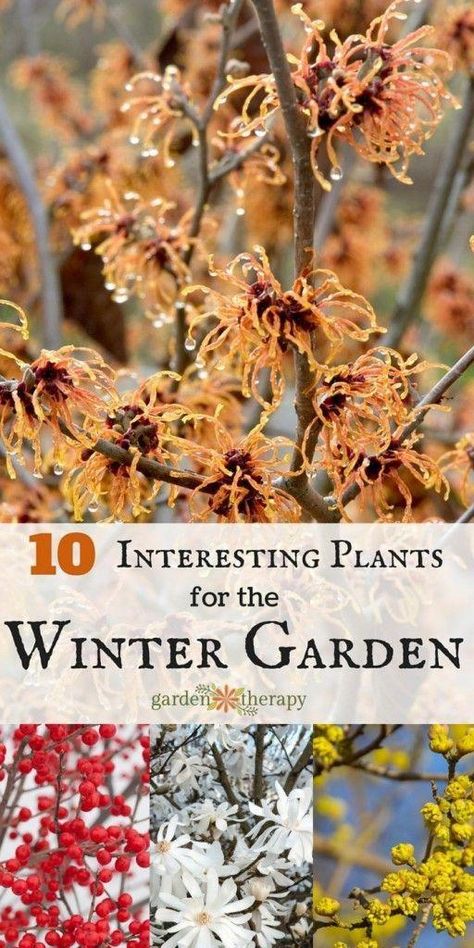 Cool Characters, Interesting Plants, Garden Winter, Winter Vegetables, Winter Plants, Winter Flowers, Best Garden, Autumn Garden, Gardening For Beginners