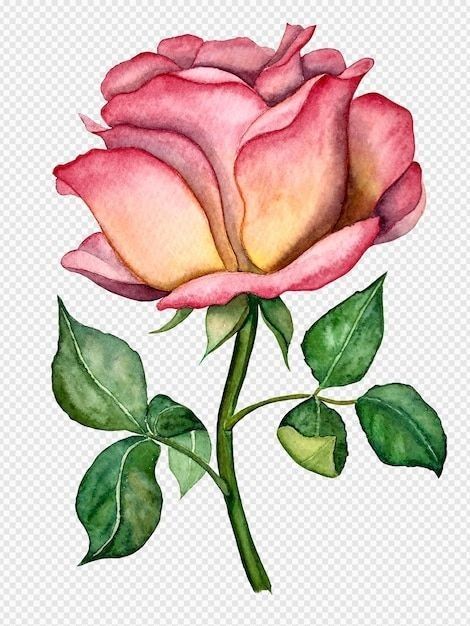 Cute Flower Drawing, Arte Aesthetic, Boho Painting, Rose Illustration, Folk Art Flowers, Psd Background, Botanical Illustration Vintage, Flower Sketches, Flower Watercolor