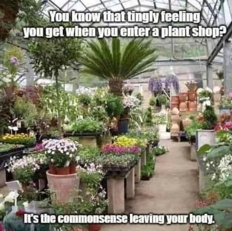 Plant Jokes, Teacup Gardens, Home Greenhouse, Greenhouse Plans, Green Nursery, Plant Shop, Flower Nursery, Garden Nursery, Buy Plants