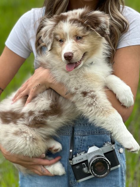 Red Merle Australian Shepherd Miniature, Red Merle Mini Aussie, Aussie Red Merle, Australian Shepherd Merle, Red Merle Australian Shepherd Puppy, Blue Merle Australian Shepherd Puppy, Brown Australian Shepherd, Australia Shepherd, Red Merle Aussie