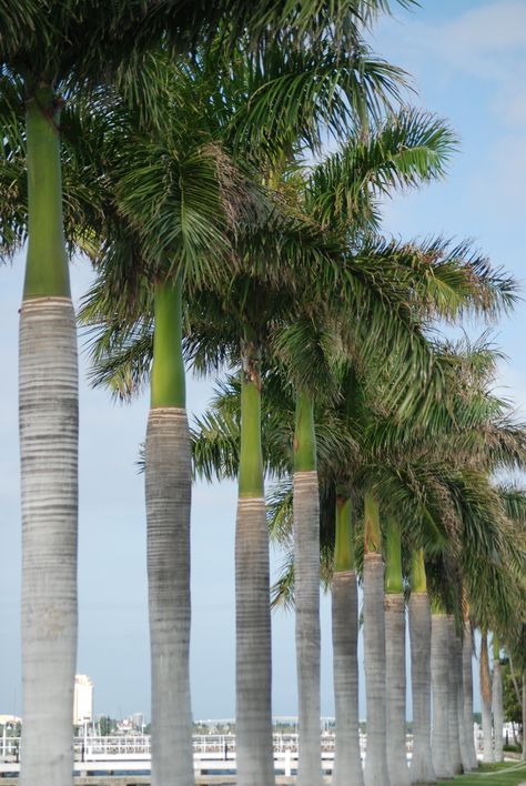 ; Islamic Landscape, Bottle Palm Tree, Palm Tree Types, Tropical Planting, Tropical Garden Plants, Palm Trees Landscaping, Florida Landscaping, Tropical Garden Design, Jungle Gardens