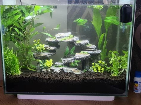 Fish Tank Ideas Natural, Betta Fish Tank 10 Gallon, 10 Gallon Betta Tank Ideas, Fish Tank Ideas Aesthetic, Betta Fish Tank Ideas 10 Gallon, 5 Gallon Betta Tank Ideas, Betta Fish Tank Ideas 5 Gallon, Fish Tank Set Up, Tropical Fish Tank Ideas