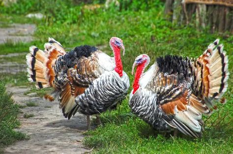 Turkey Breeds, Raising Turkeys, Turkey Farm, Turkey History, Goat Herding, Selective Breeding, Backyard Poultry, Turkey Meat, Natural Vitamins